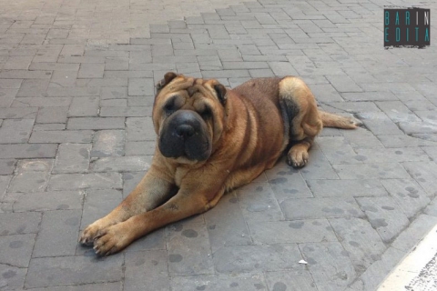 Romeo, il cane di tutti: �Lo shar pei presenza fissa della movida barese�